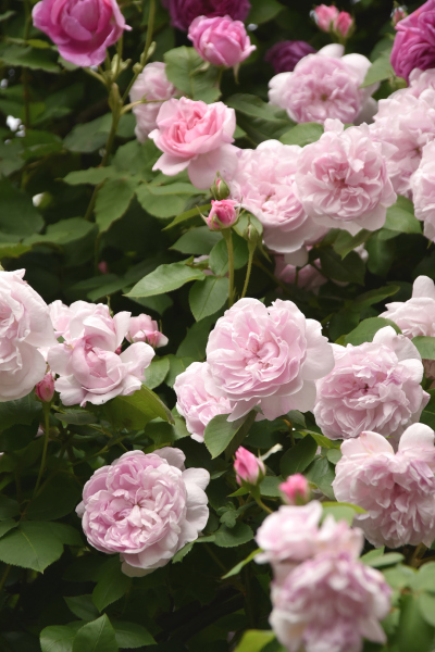 薔薇に酔いしれる日々_d0380314_13492820.jpg