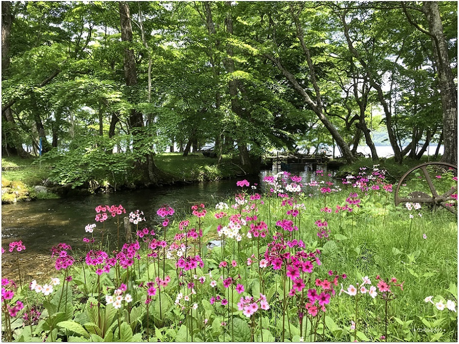 * 初夏の奥日光を歩く *_d0317115_23313239.jpg