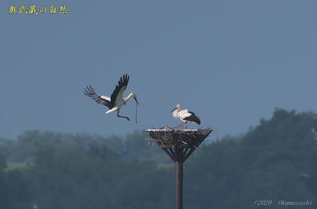 今話題の夫婦鳥 奥武蔵の自然