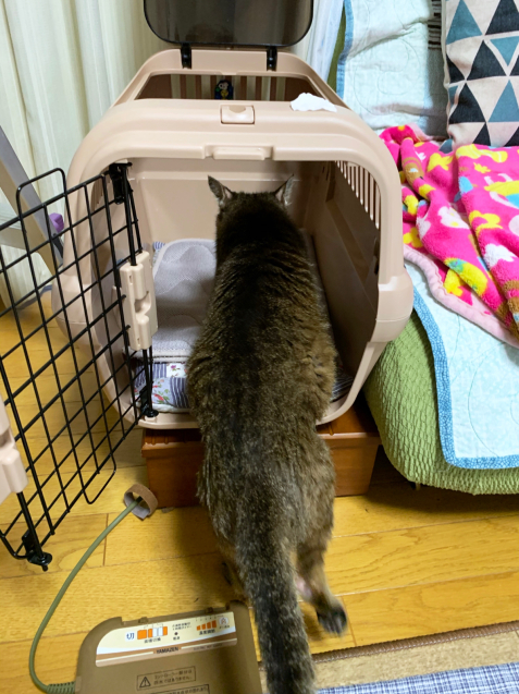 笑子たんのヒト化_d0355333_21432278.jpg