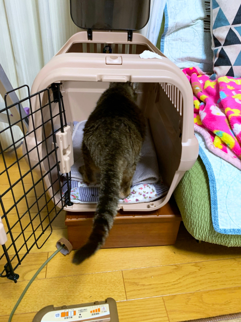 笑子たんのヒト化_d0355333_21432343.jpg