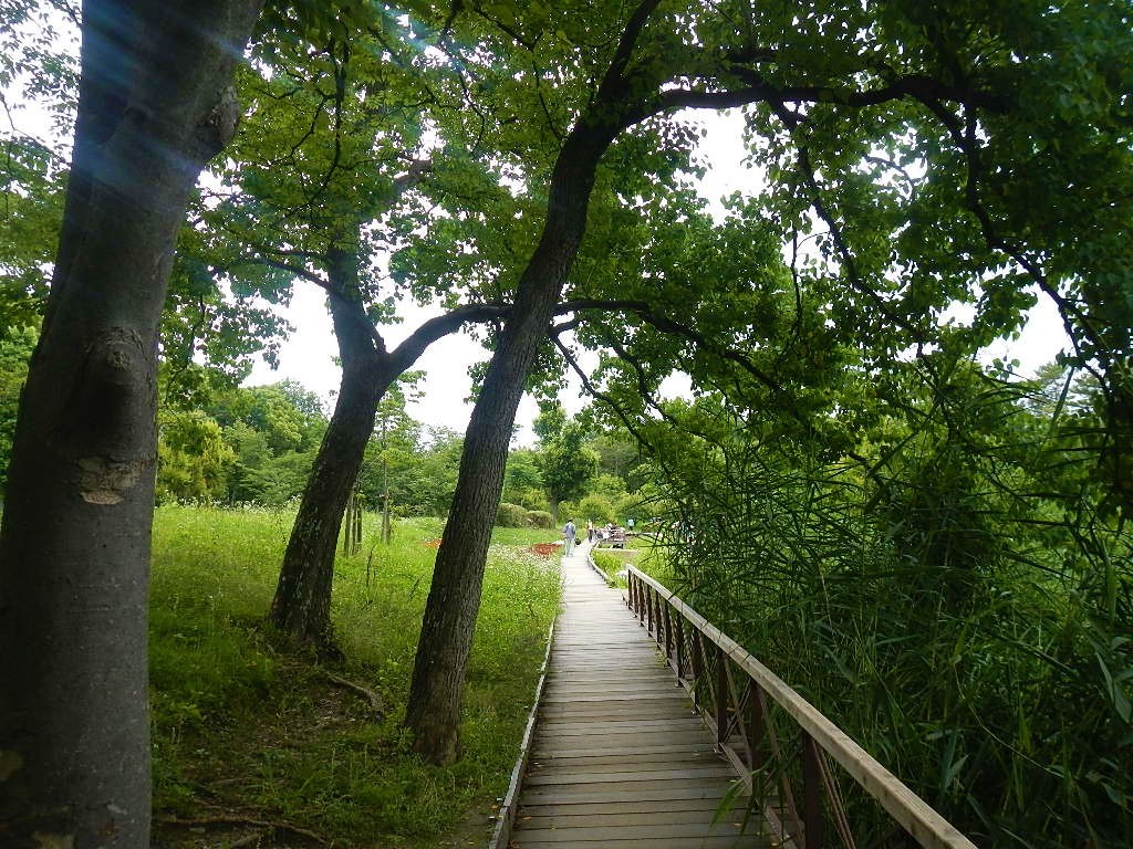 長居植物園 紫陽花 部長の記録