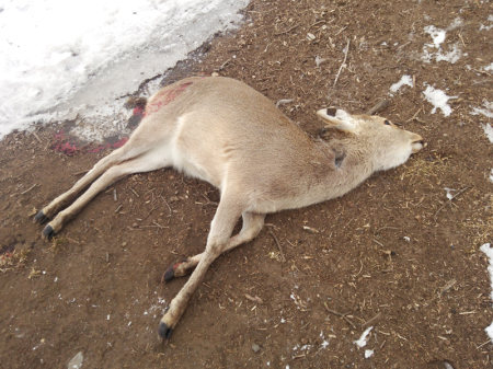 2014年2月北海道 蝦夷鹿猟2日目 狩猟と精神 ぐり高原の食卓