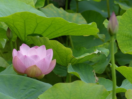 ハス開花。ツバメが飛びます_a0123836_16260136.jpg