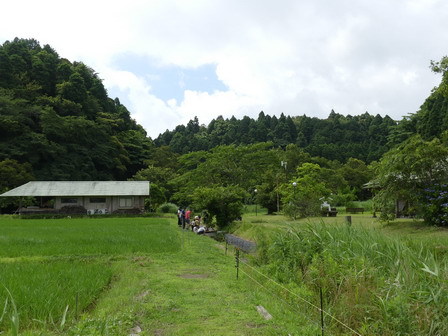 ハス開花。ツバメが飛びます_a0123836_16260139.jpg