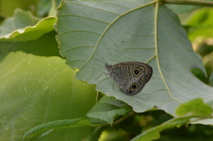 ウラナミジャノメ　6月21日_d0254540_11122132.jpg