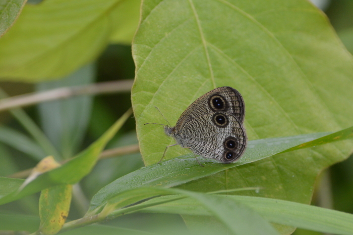 ウラナミジャノメ 6月21日_d0254540_11171780.jpg