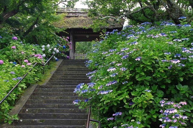 東慶寺の紫陽花 暮らしを紡ぐ2