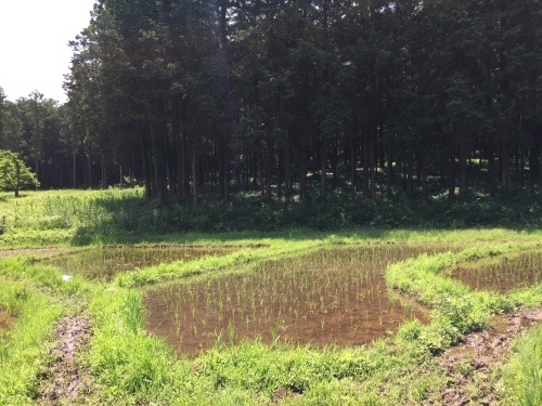 自然農の田んぼ_c0331145_20143281.jpg
