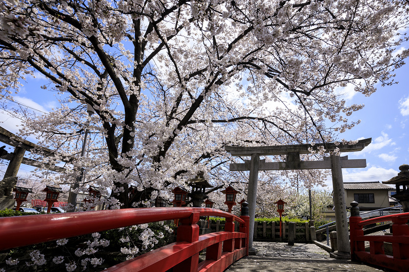 2020桜咲く京都 桜・さくら・サクラソウ（六孫王神社）_f0155048_2344333.jpg
