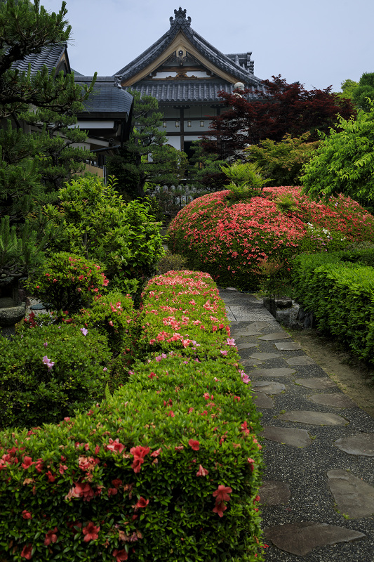 サツキ咲く正法寺（西山）_f0155048_23504439.jpg