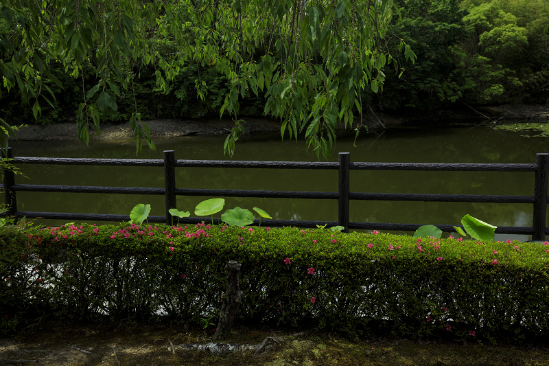 サツキ咲く正法寺（西山）_f0155048_23525390.jpg