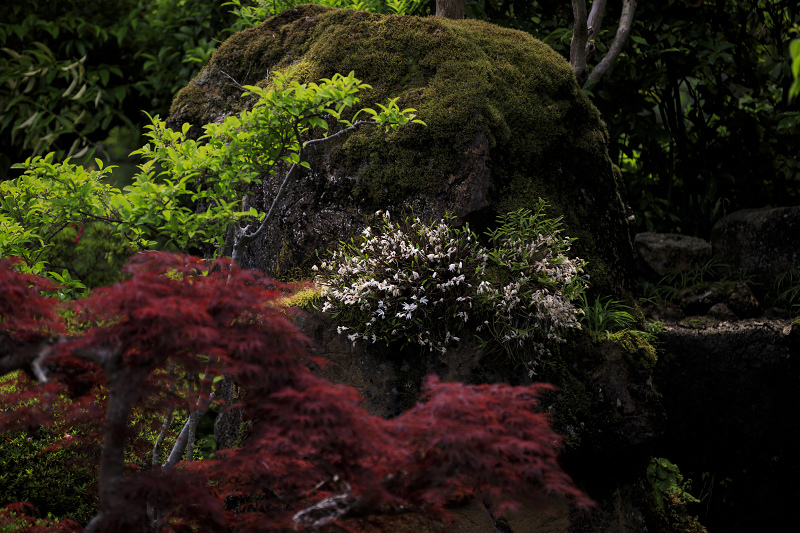 サツキ咲く正法寺（西山）_f0155048_23531599.jpg