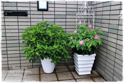 玄関の メアリーローズ と緑の紫陽花 La Rose 薔薇の庭 玄関の メアリーローズ と緑の紫陽花 La Rose 薔薇の庭