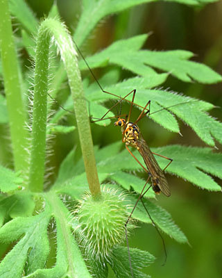 庭の昆虫とハタケニラとカルガモ 自然の写真帖