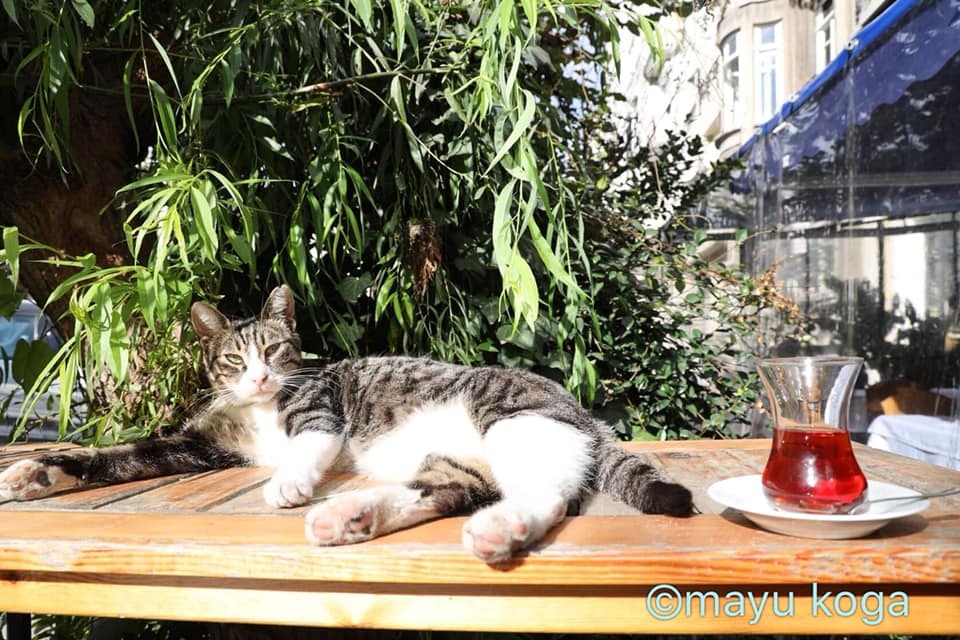 猫とのんびりティータイム☕_e0255060_18180402.jpg