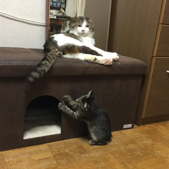 ぶん つぐちゃん 雑誌デビューする ねこ結び3 ぶん つぐちゃん 雑誌デビューする ねこ結び3