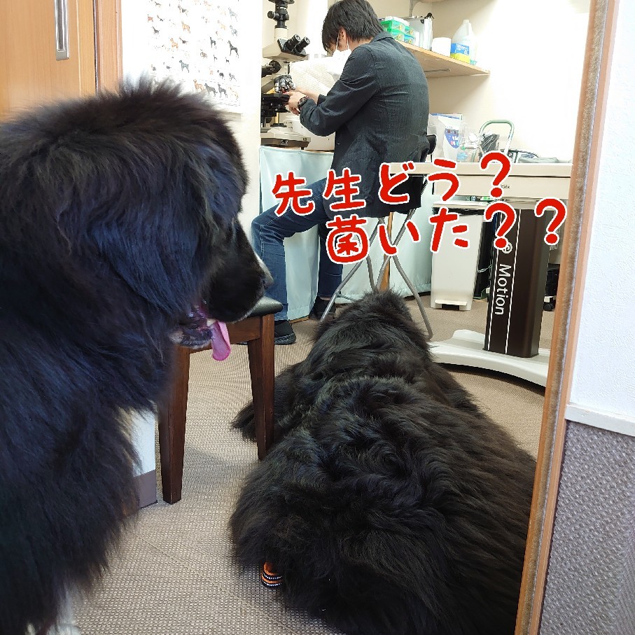 マラセチアを知っていますか ニューファンドランド Rikiがゆく