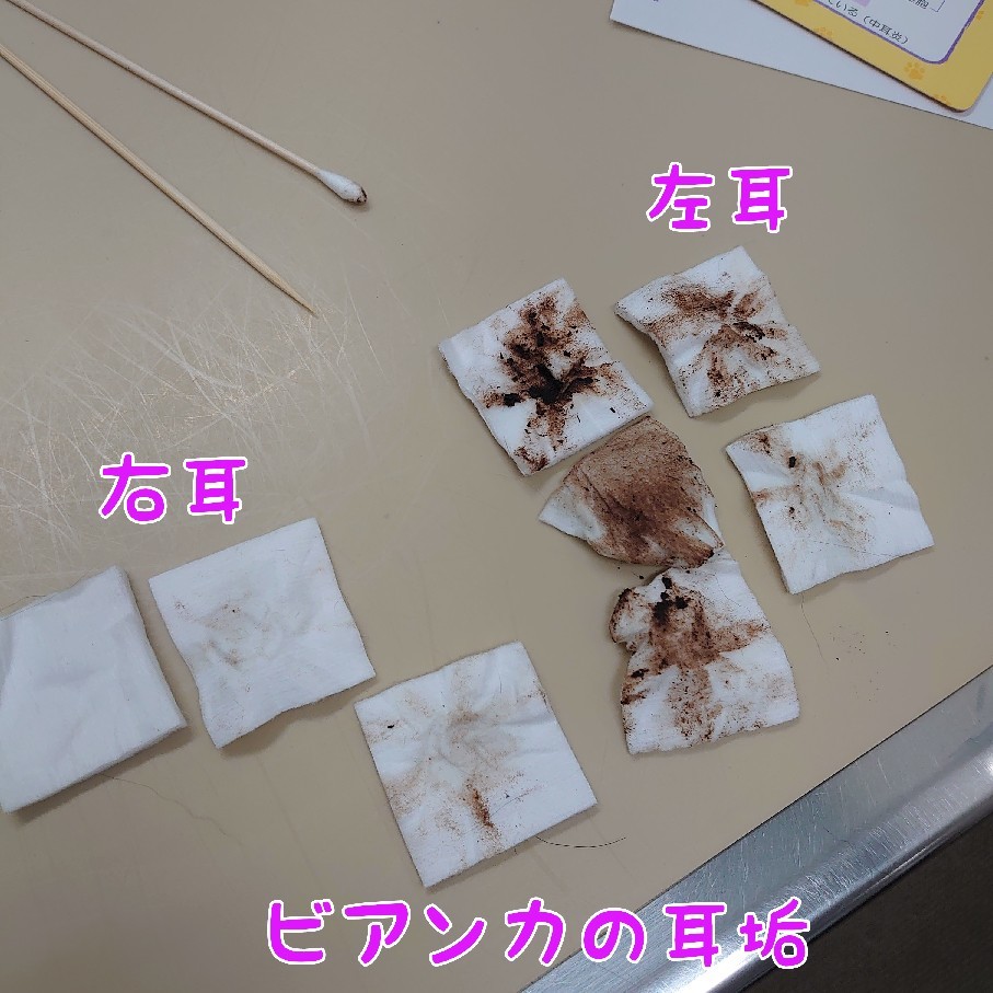 マラセチアを知っていますか ニューファンドランド Rikiがゆく