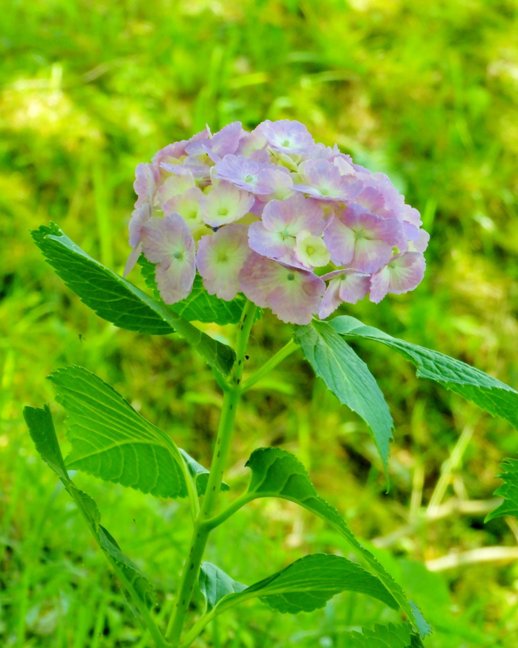 梅雨の晴れ間に またまたアジサイなど_c0305565_17511194.jpg