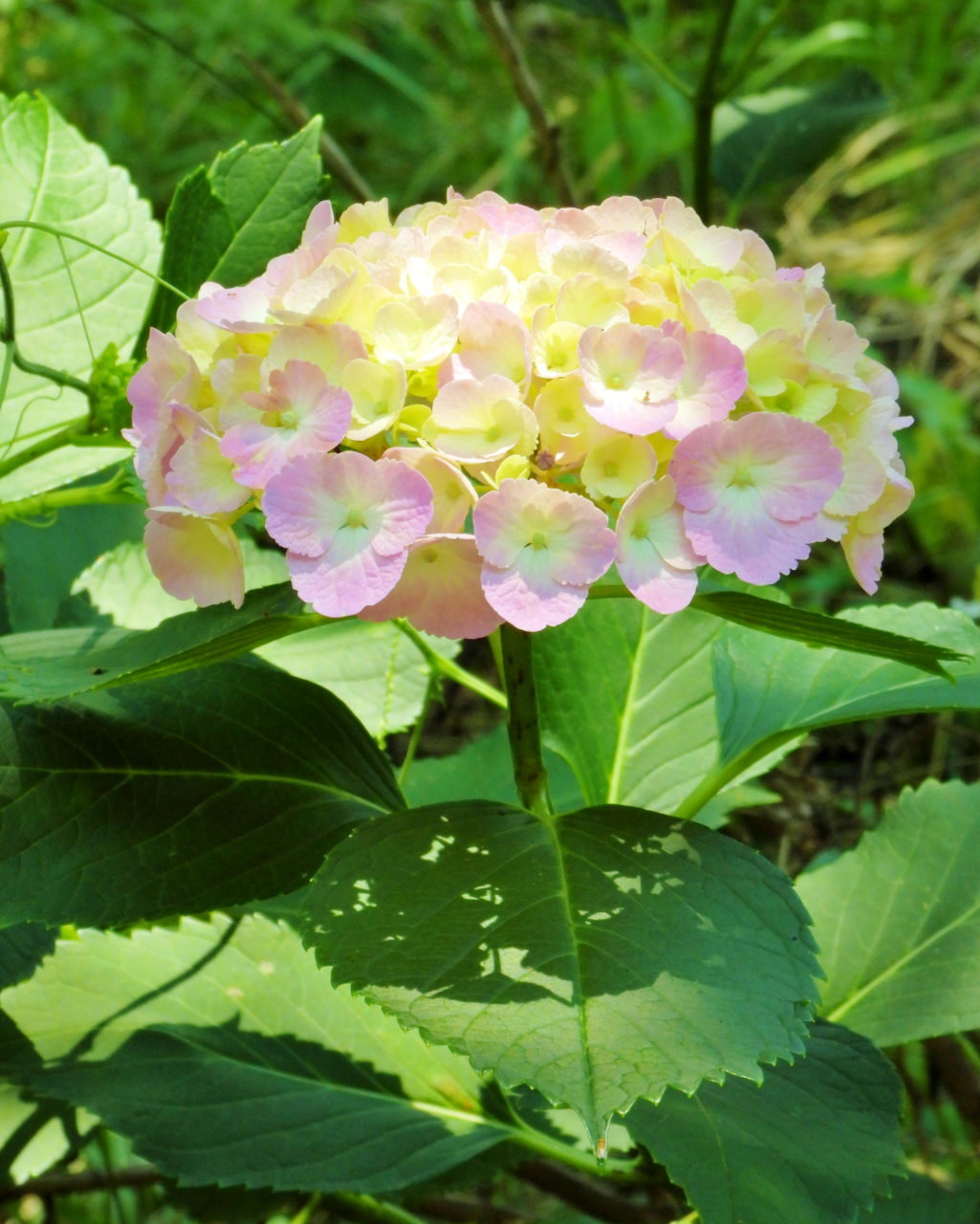 梅雨の晴れ間に またまたアジサイなど_c0305565_17514781.jpg