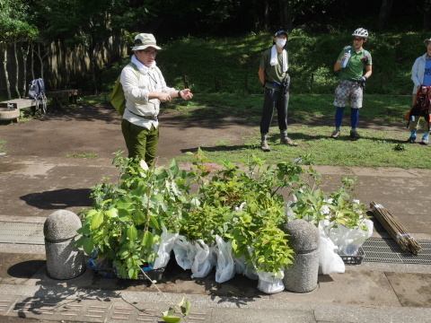ヤマアジサイ80株植樹6・20六国見山手入れ再開（上）_c0014967_06592473.jpg