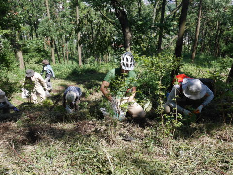 ヤマアジサイ80株植樹6・20六国見山手入れ再開（上）_c0014967_07001578.jpg