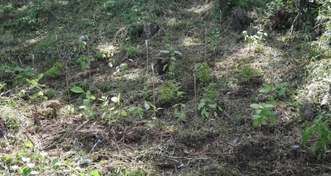 ヤマアジサイ80株植樹6・20六国見山手入れ再開（上）_c0014967_07012853.jpg