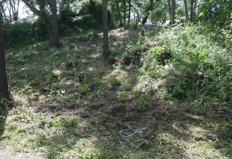 ヤマアジサイ80株植樹6・20六国見山手入れ再開（上）_c0014967_07013961.jpg