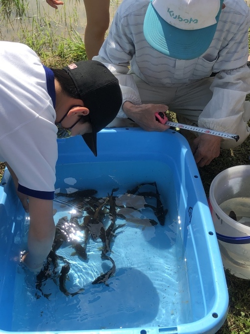 コイの田んぼの稲作活動２０２０_d0182179_22331977.jpeg