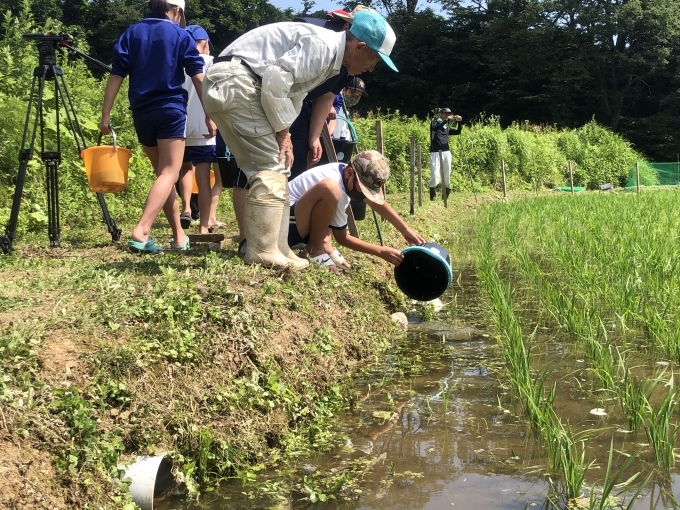 コイの田んぼの稲作活動２０２０_d0182179_22361055.jpeg