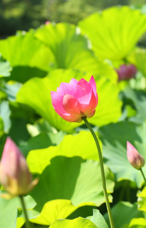 鶴舞公園_f0367980_20224654.jpg