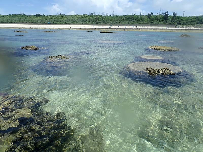 初潜り 初マンゴー トキシンのイラストレーター的 沖縄 生活