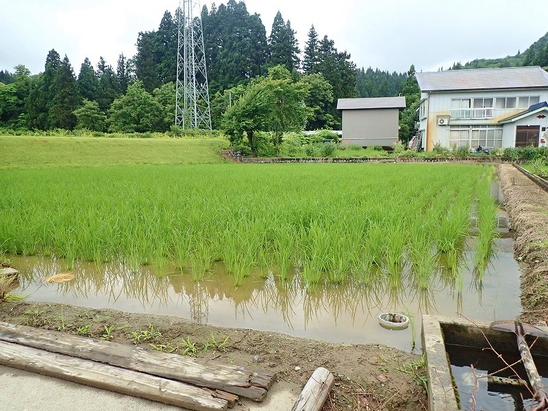 兼業農家はそろそろ\"中干\"です_c0336902_19421741.jpg
