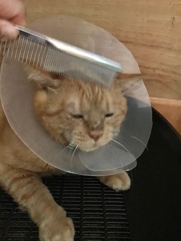福丸くんは再手術に_f0242002_17440207.jpg