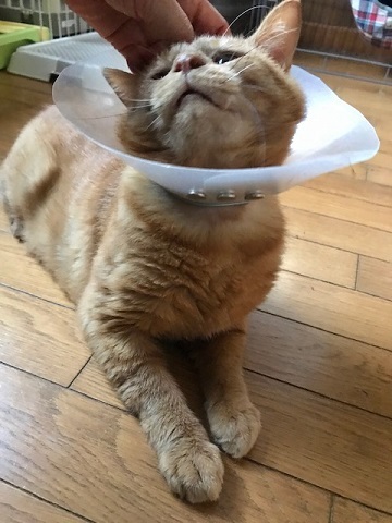 福丸くんは再手術に_f0242002_17444558.jpg