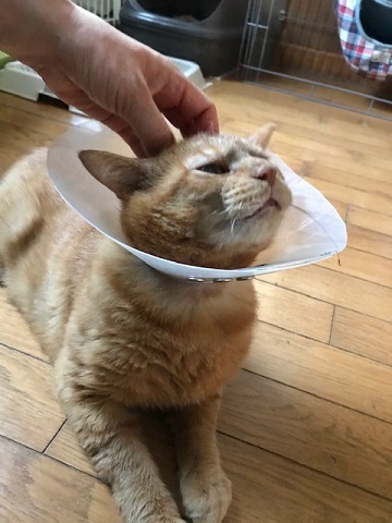 福丸くんは再手術に_f0242002_17445291.jpg
