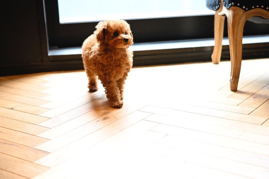 ☆ dogshopMILIEU ☆_d0060413_15395720.jpg