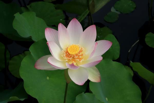 天龍寺 蓮が咲き揃い_e0048413_21451734.jpg