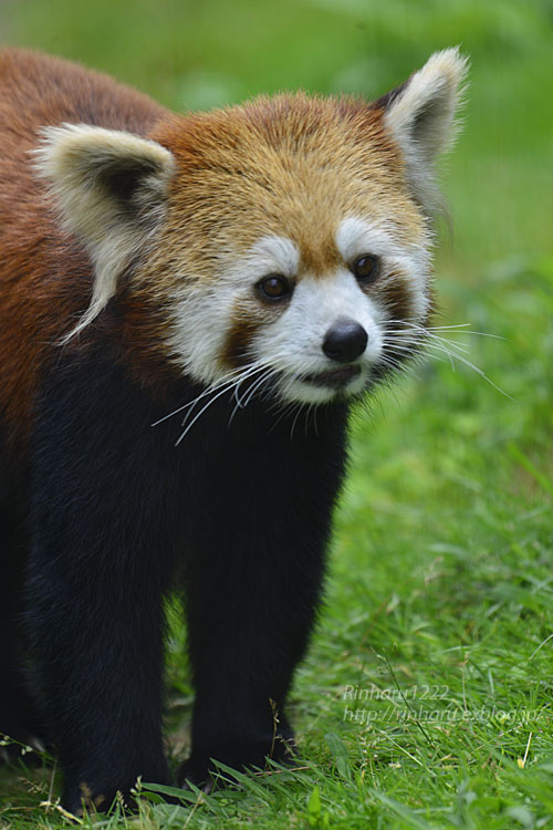 6 21 東北サファリパーク レッサーパンダの蘭花 ランファ Red Panda 青空に浮かぶ月を眺めながら