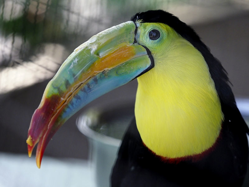 大森山動物園の鳥たち 動物園放浪記