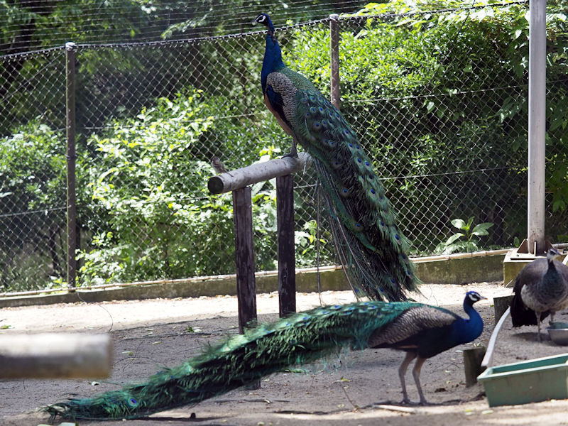 大森山動物園の鳥たち_f0224624_21541463.jpg