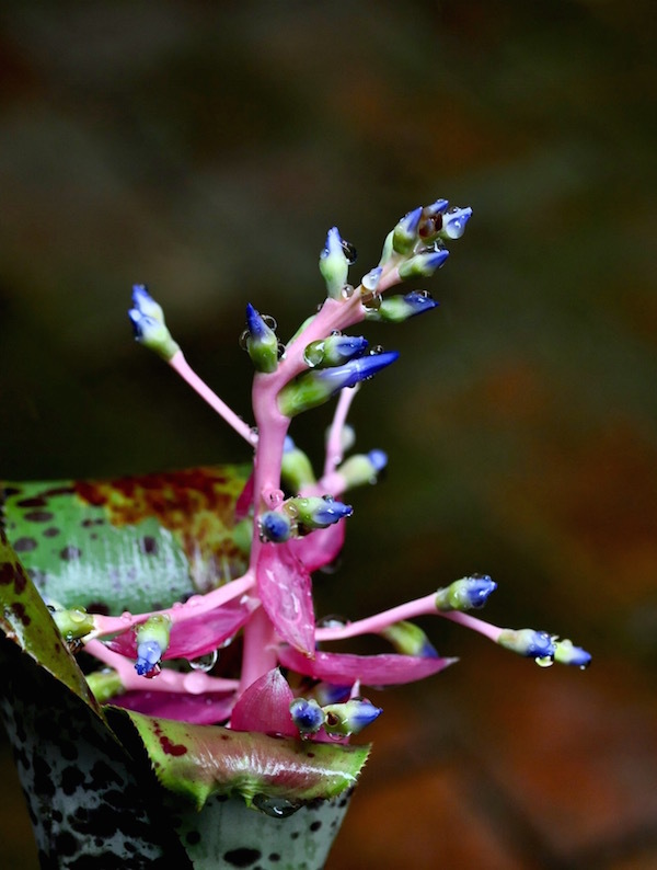 blomeliad_b0172633_20542716.jpg