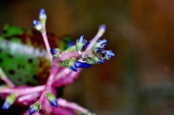 blomeliad_b0172633_20542753.jpg