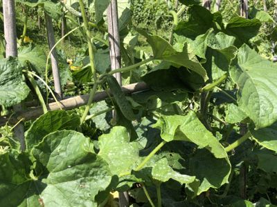 野菜畑\'20_d0136540_05125524.jpg