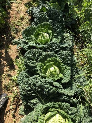 野菜畑\'20_d0136540_05165462.jpg