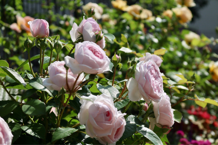 オリビアローズオースチン My Small Garden Sugar Plum オリビアローズオースチン My Small Garden Sugar Plum