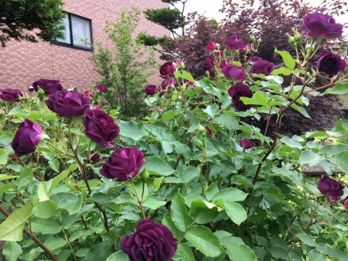 バラ、ばら、薔薇の季節ですよ~ん♪_e0326953_13195939.jpg