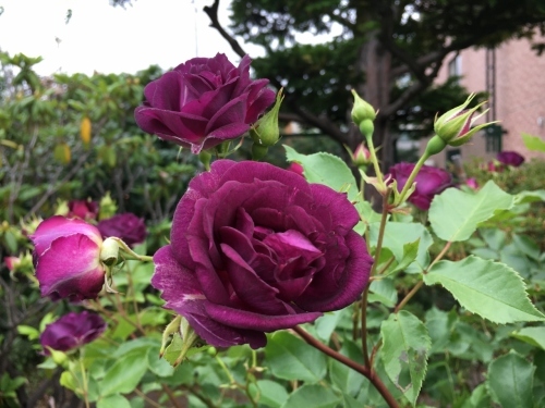 バラ、ばら、薔薇の季節ですよ~ん♪_e0326953_13230938.jpg