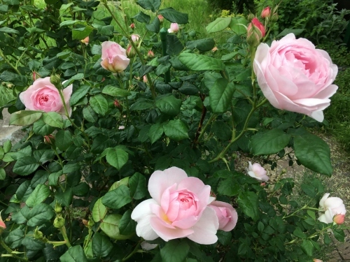 バラ、ばら、薔薇の季節ですよ~ん♪_e0326953_13282159.jpg
